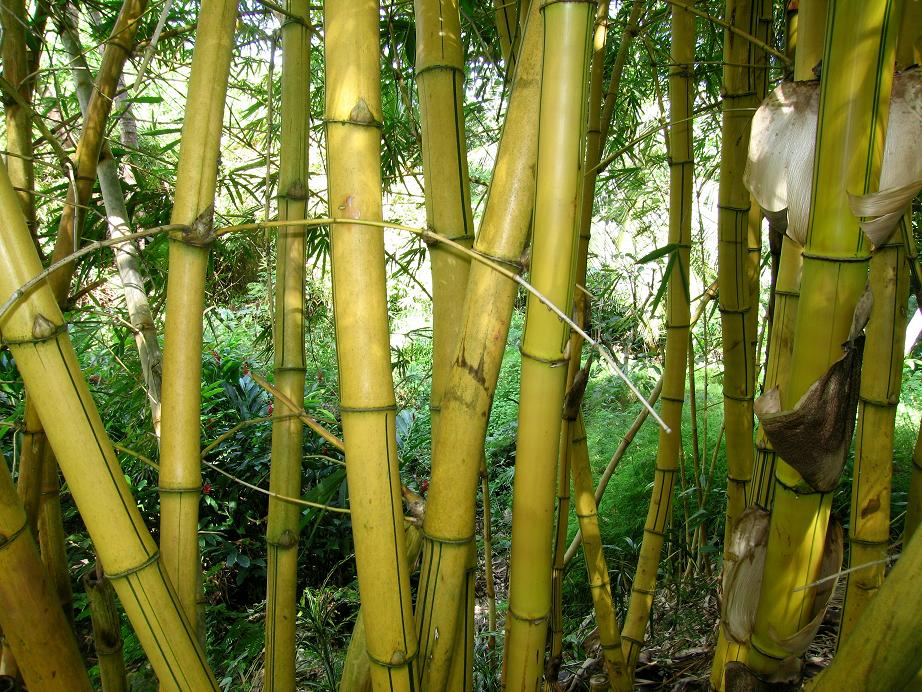 All Modern Technologies - Bamboo
